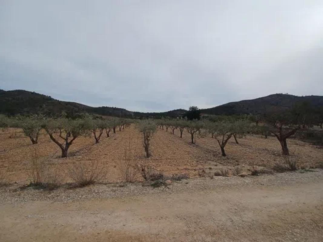 Land for sale in La Romana, Alicante photo 4