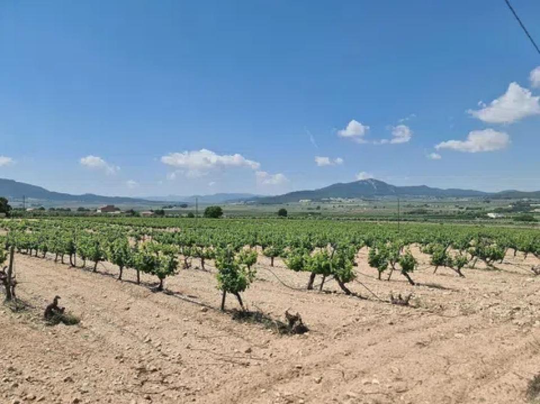 Land for sale in Salinas, Alicante photo 2