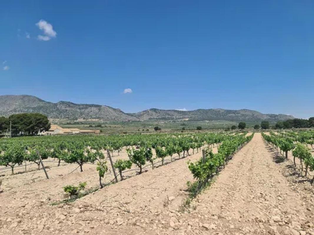 Land for sale in Salinas, Alicante photo 3