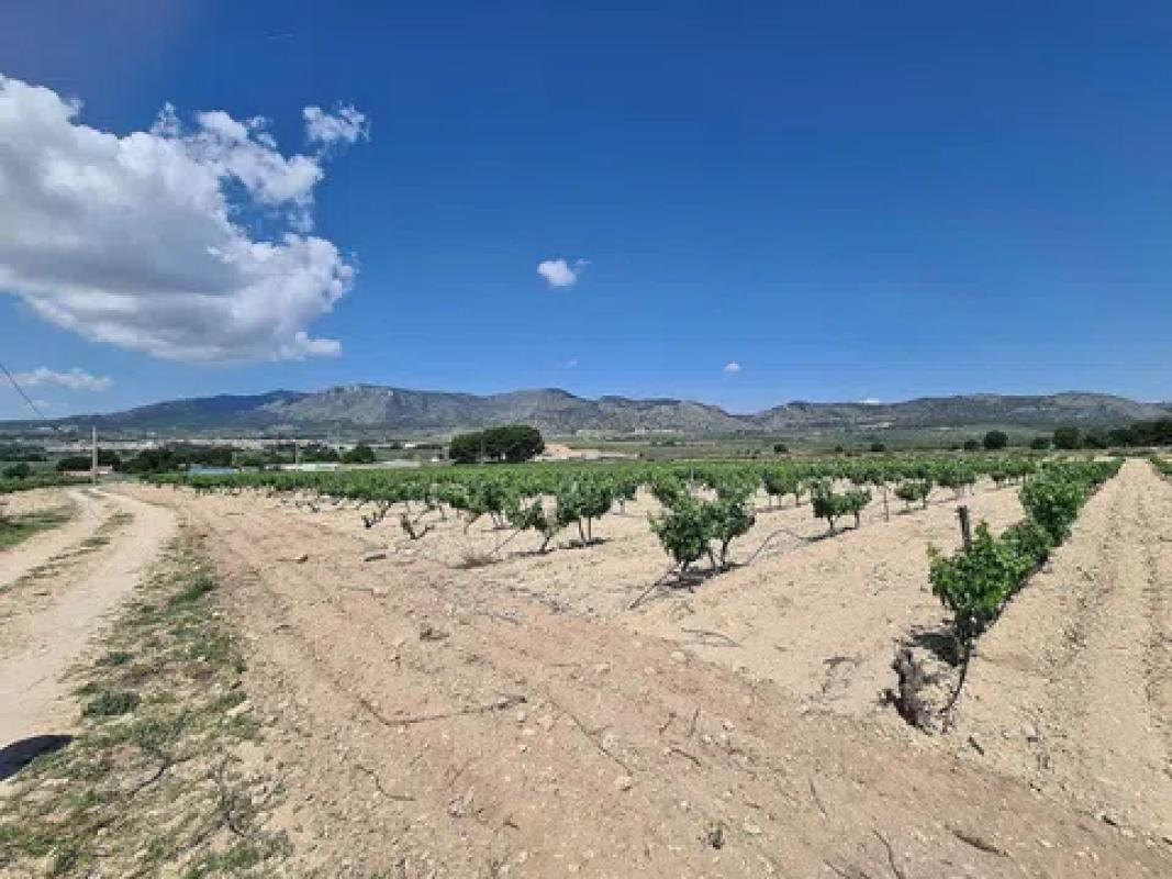 Land for sale in Salinas, Alicante photo 5