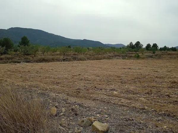 Terreno en Monovar photo 2