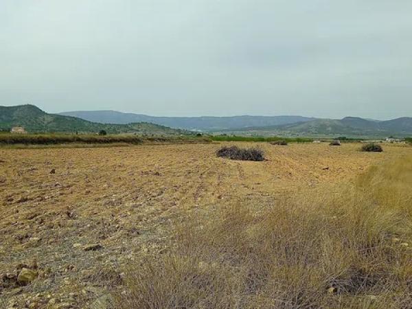 Terreno en Monovar photo 3
