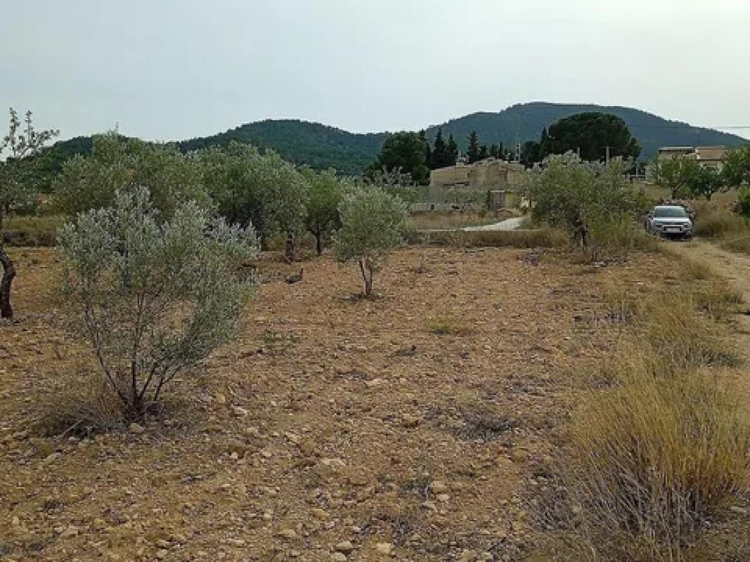 Land for sale in Monovar, Alicante photo 1