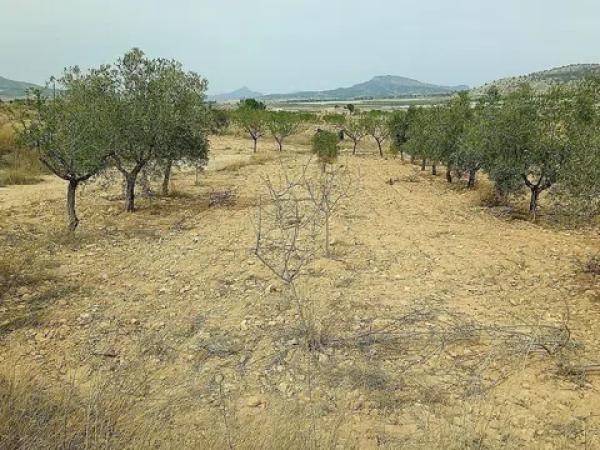 Terreno en Monovar photo 2
