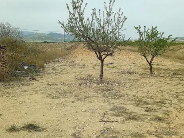 Terreno en Monovar photo 3