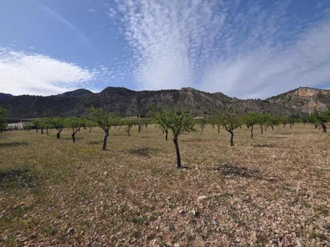 Land for sale in Salinas, Alicante photo 2