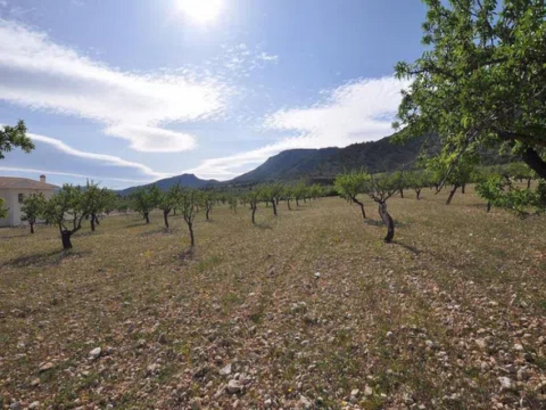 Land for sale in Salinas, Alicante photo 3