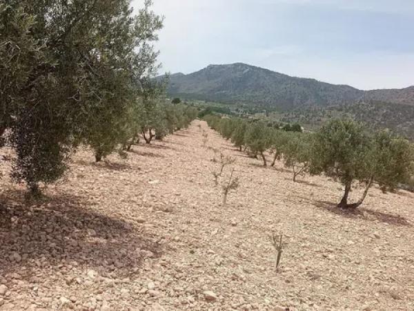 Terreno en Salinas photo 2