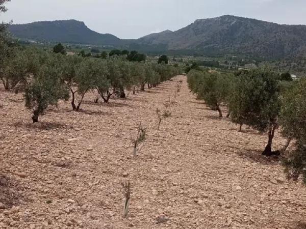 Terreno en Salinas photo 3