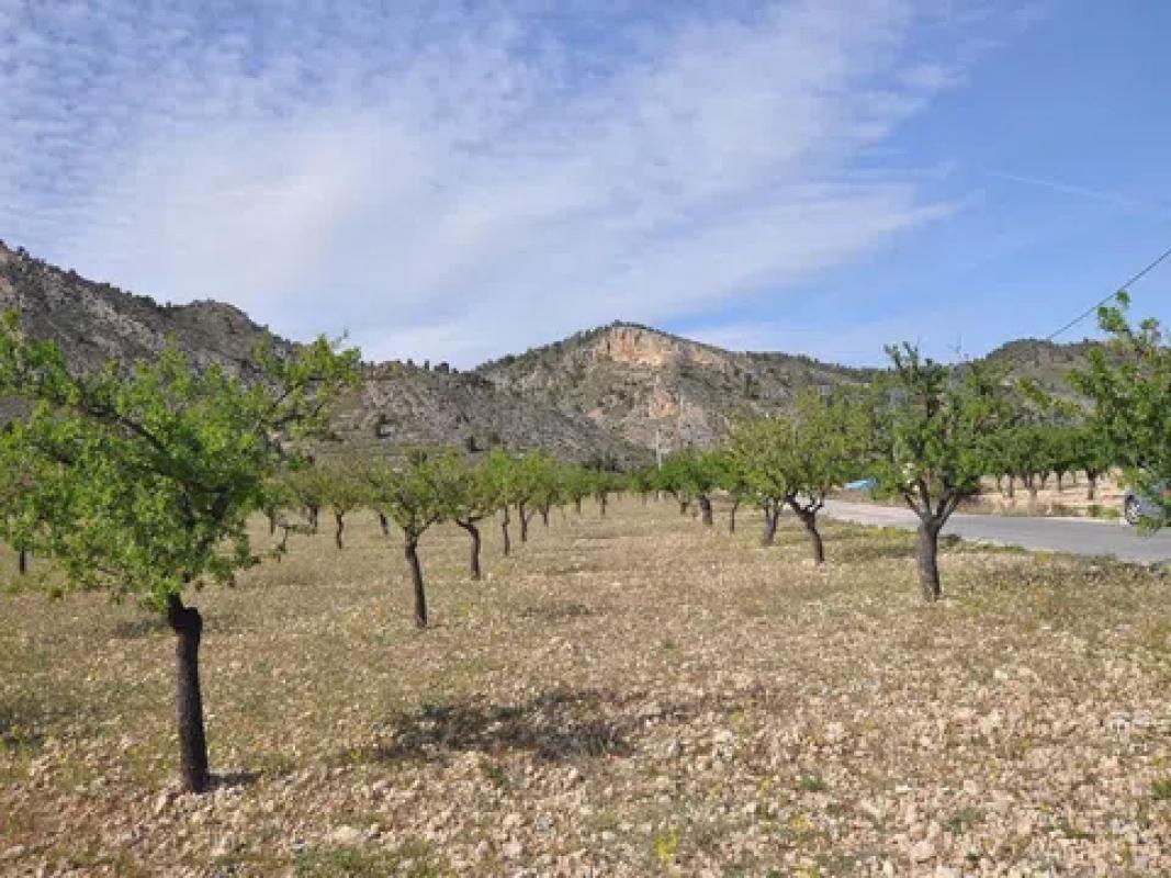 Land for sale in Salinas, Alicante photo 5