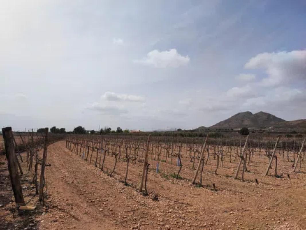 Działka na sprzedaż w Monforte del Cid, Alicante photo 3