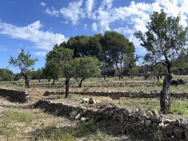 Terreno en Murla photo 1