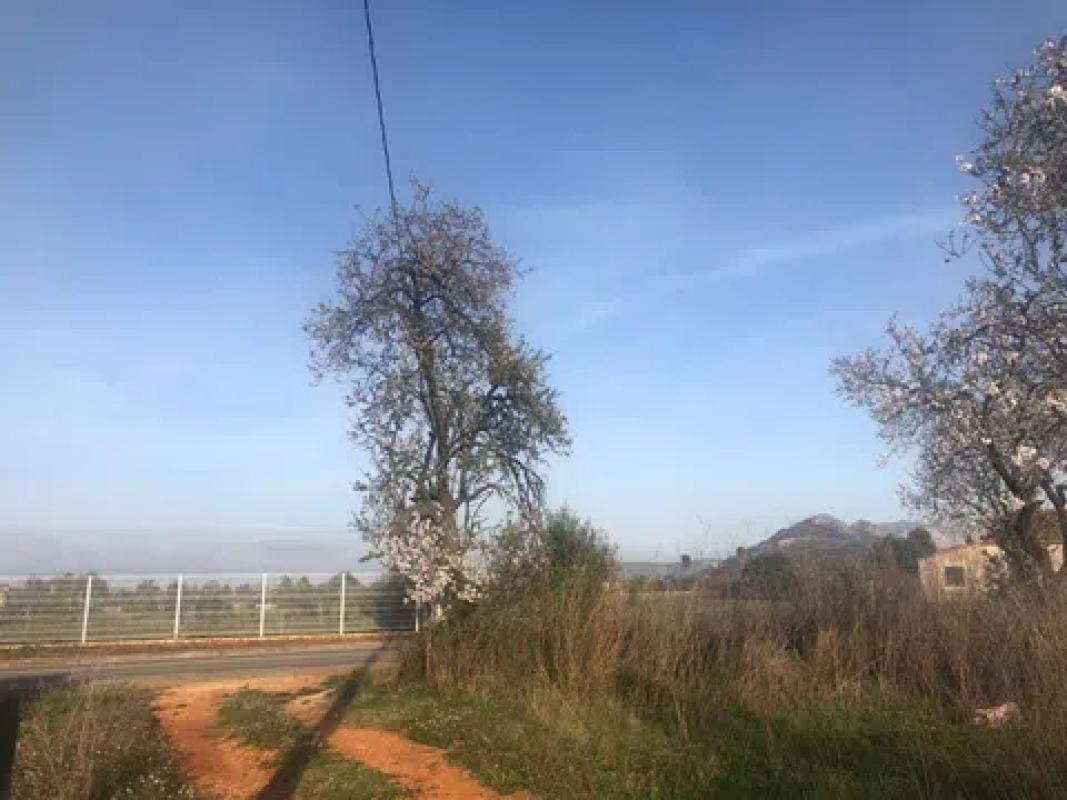 Land for sale in Pedreguer, Alicante photo 4