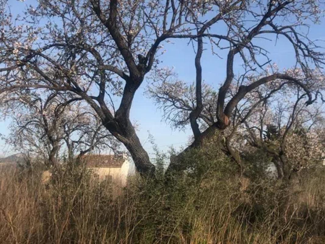 Land for sale in Pedreguer, Alicante photo 5