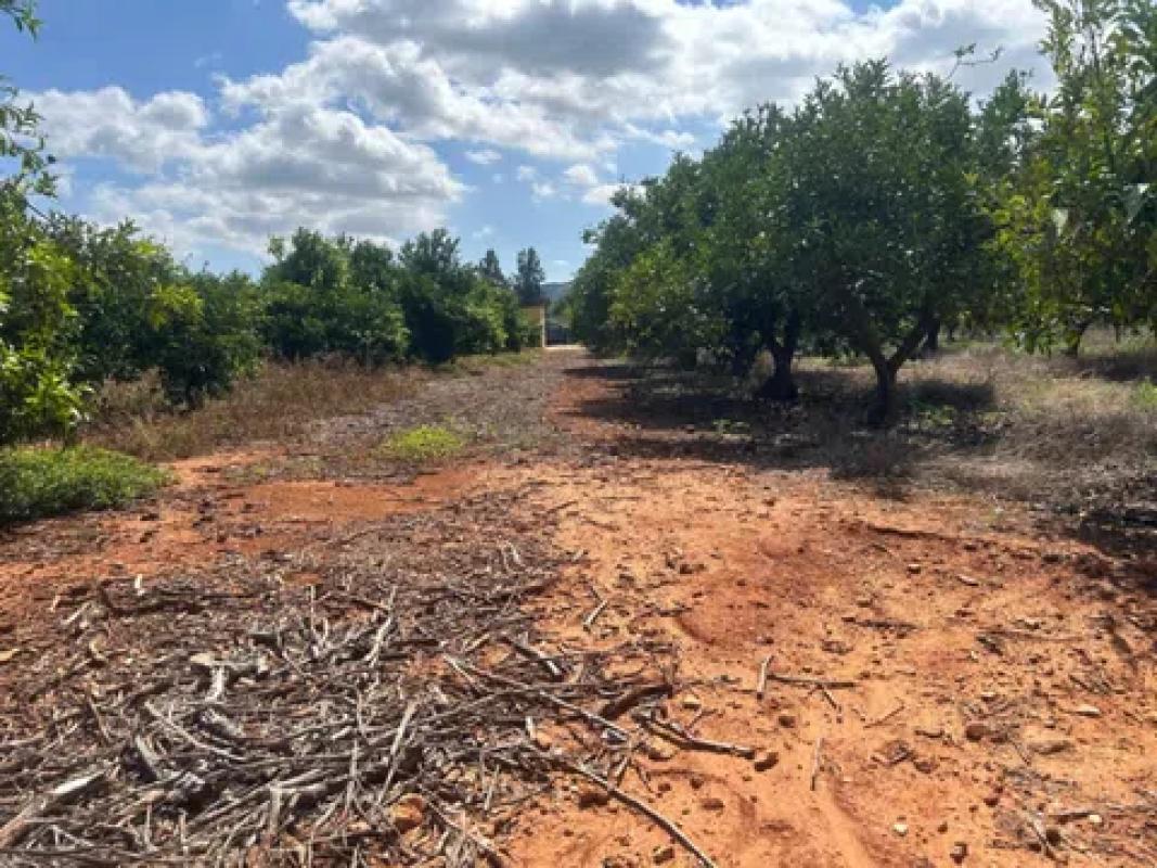 Land for sale in Pedreguer, Alicante photo 4
