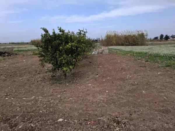 Terreno en Partida Almarjal photo 4