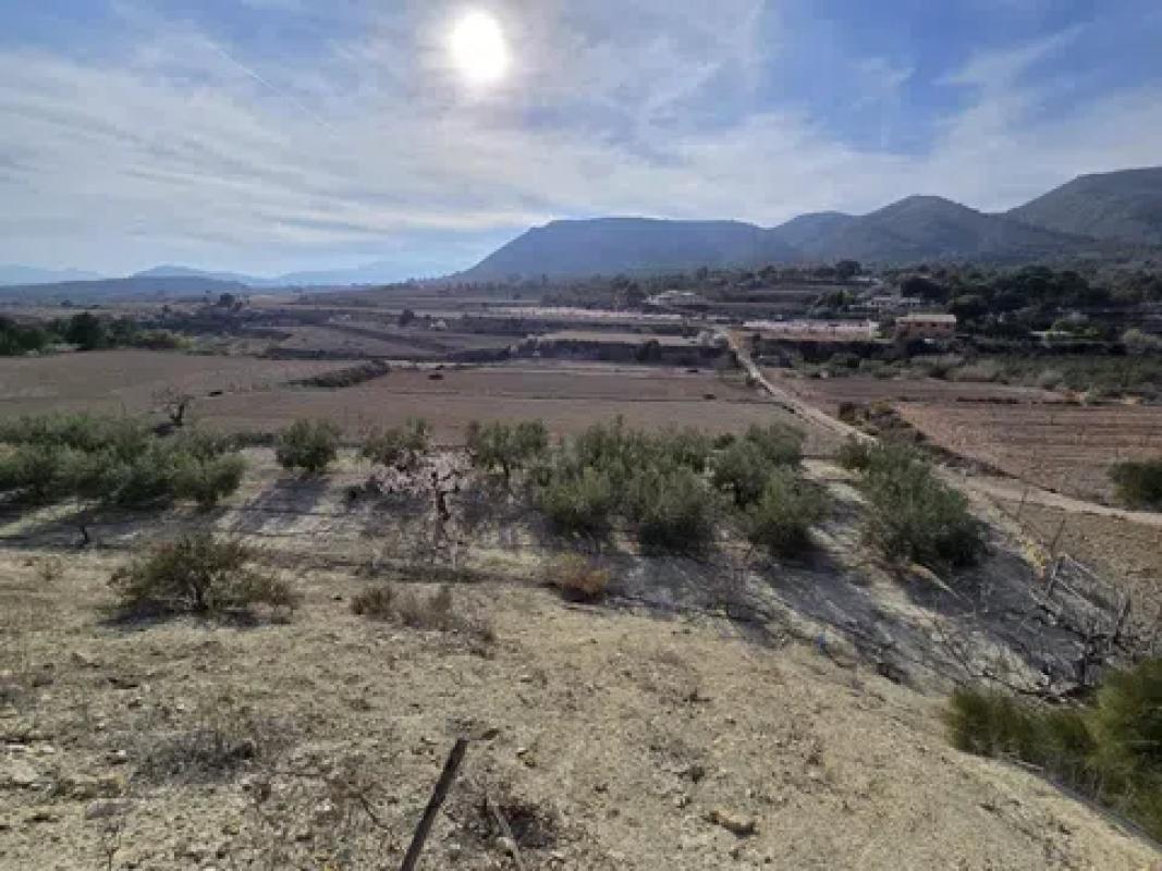 Land for sale in Novelda, Alicante photo 1