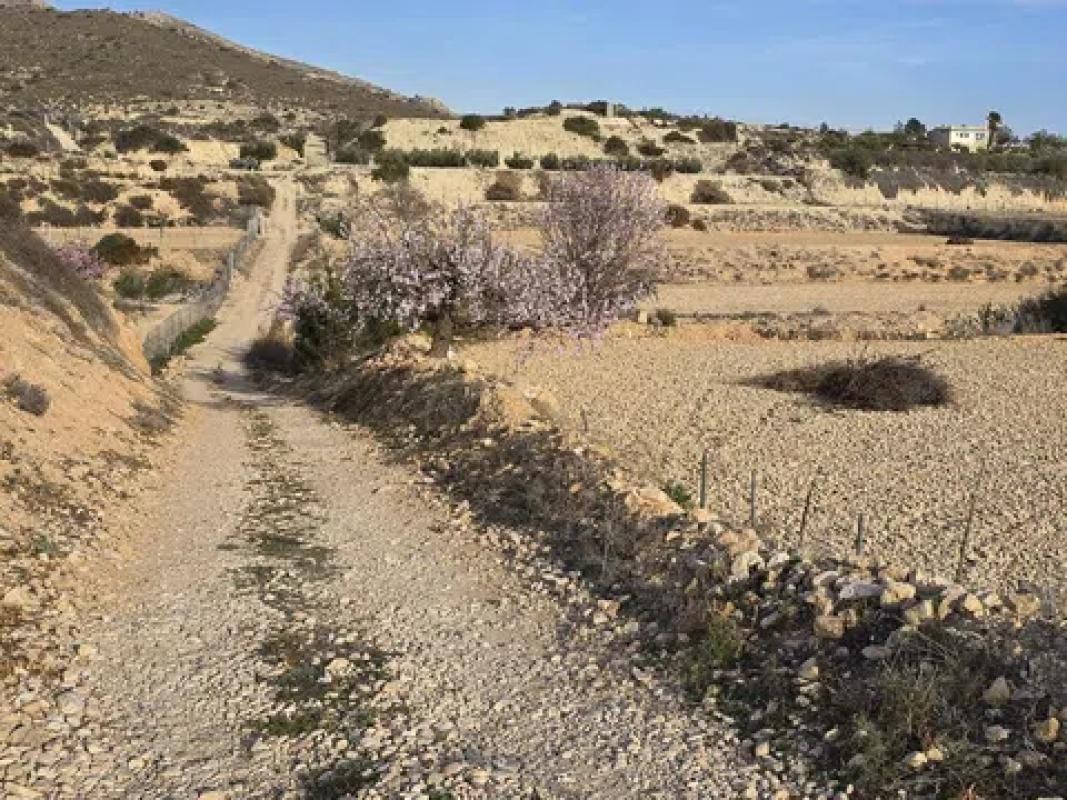 Land for sale in Novelda, Alicante photo 3