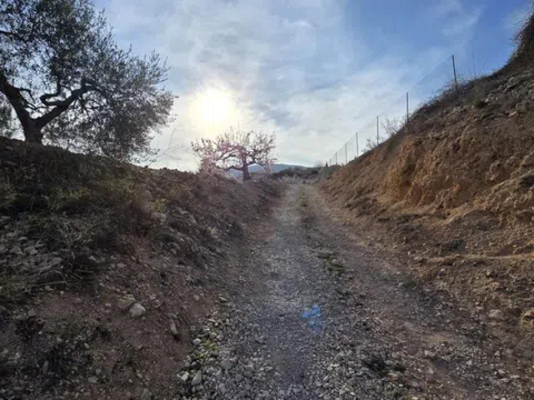 Land for sale in Novelda, Alicante photo 4