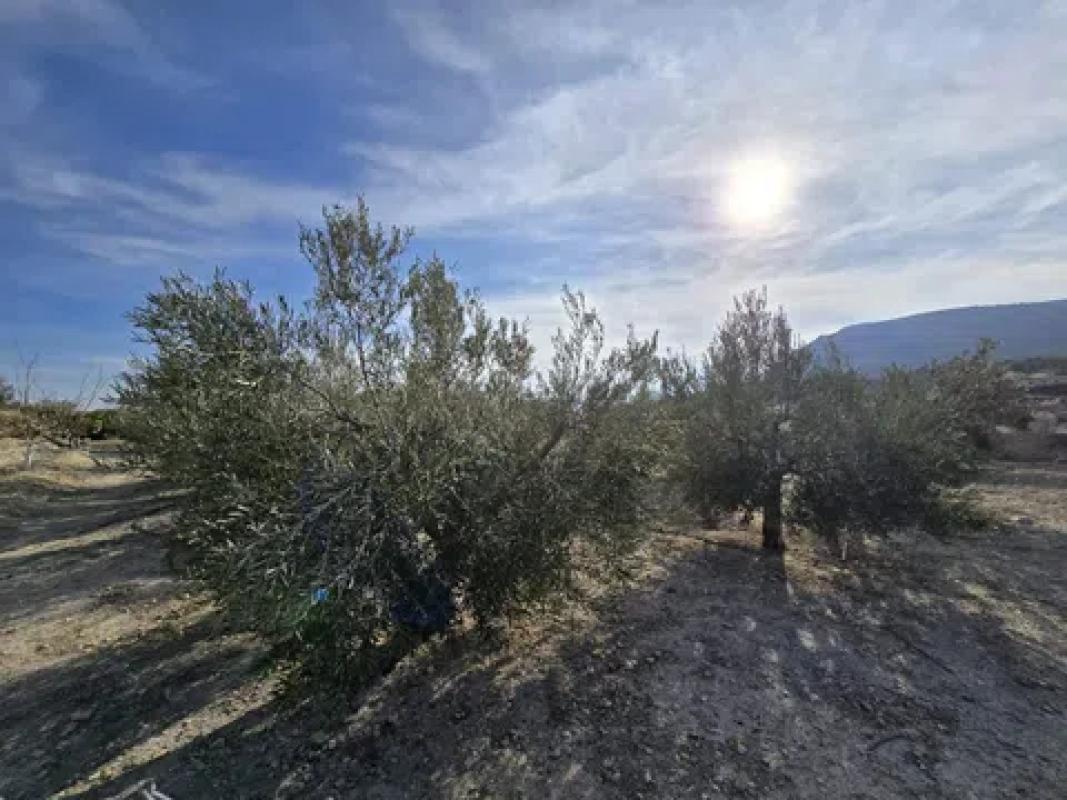Land for sale in Novelda, Alicante photo 5