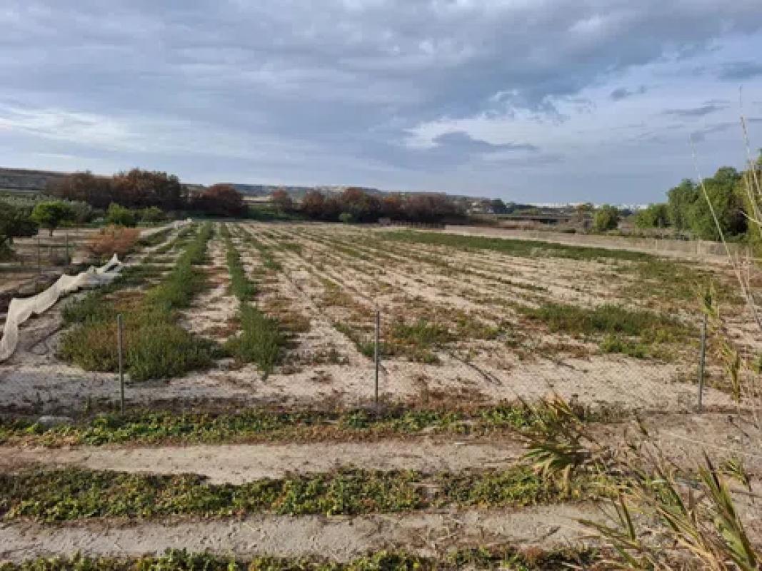 Terreno en venta en Guardamar del Segura, Alicante photo 1