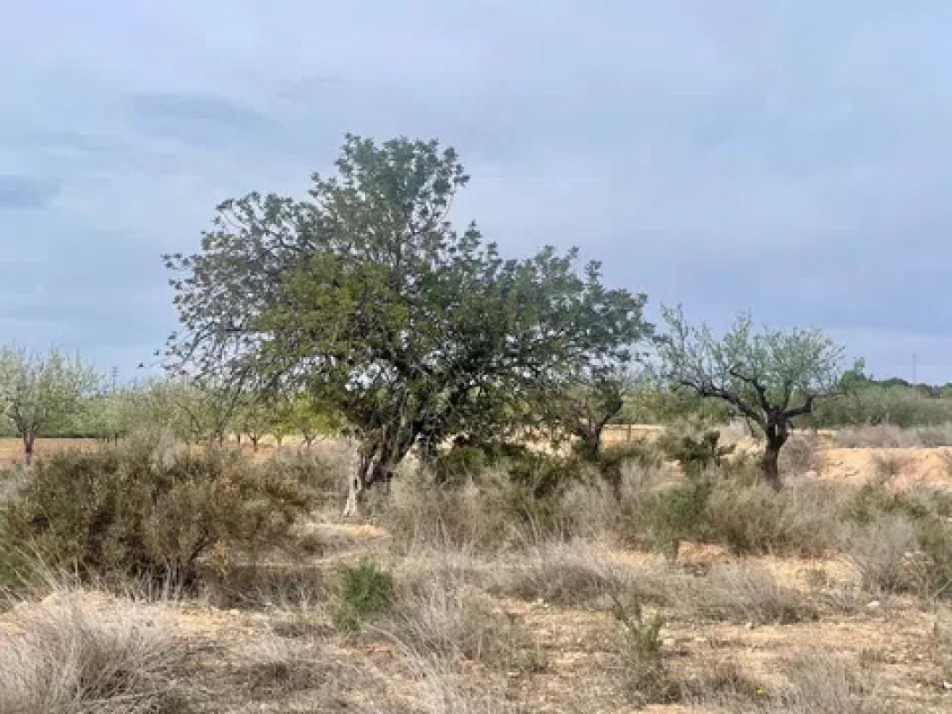 Terreno en venta en Elche / Elx, Alicante photo 2