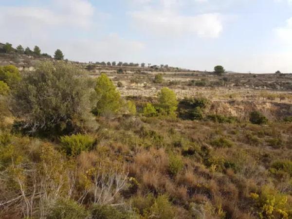 Terreno en Teulada photo 1