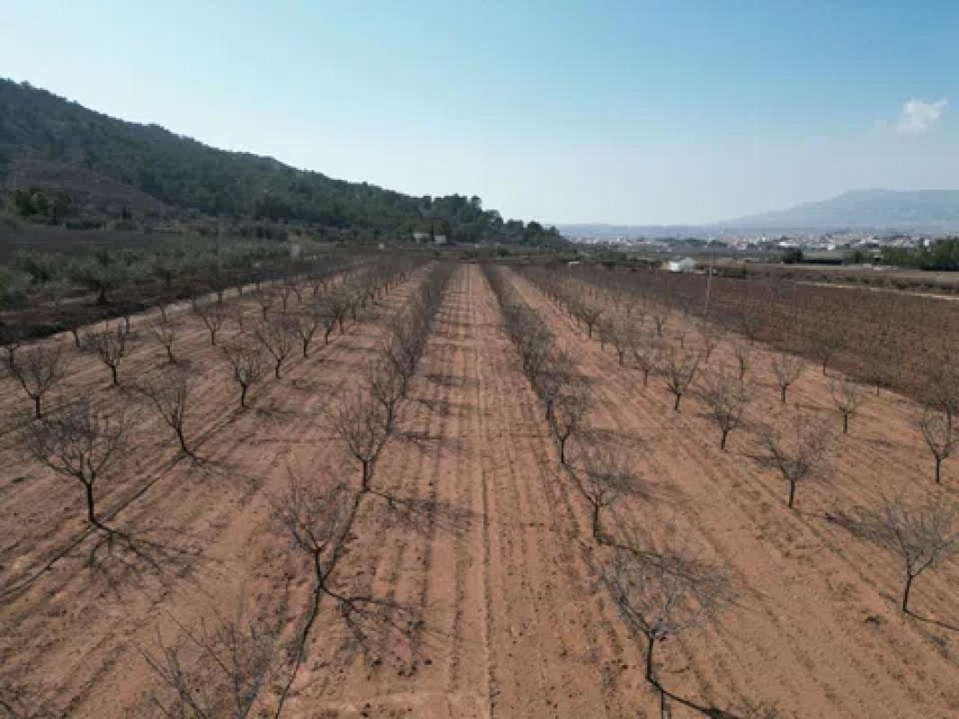 Terreno en venta en Pinoso, Alicante photo 1