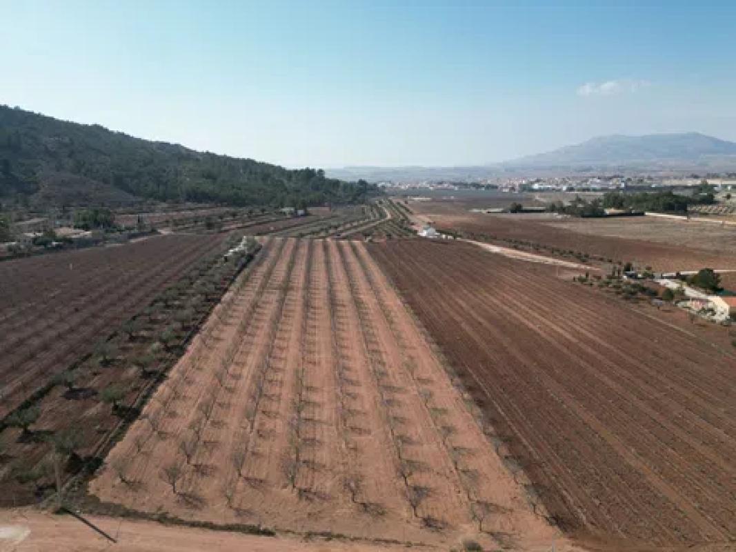 Terreno en venta en Pinoso, Alicante photo 3