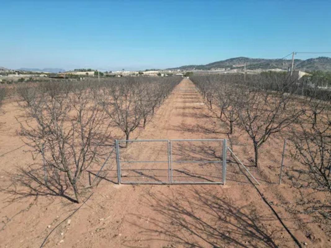 Terreno en venta en Pinoso, Alicante photo 5