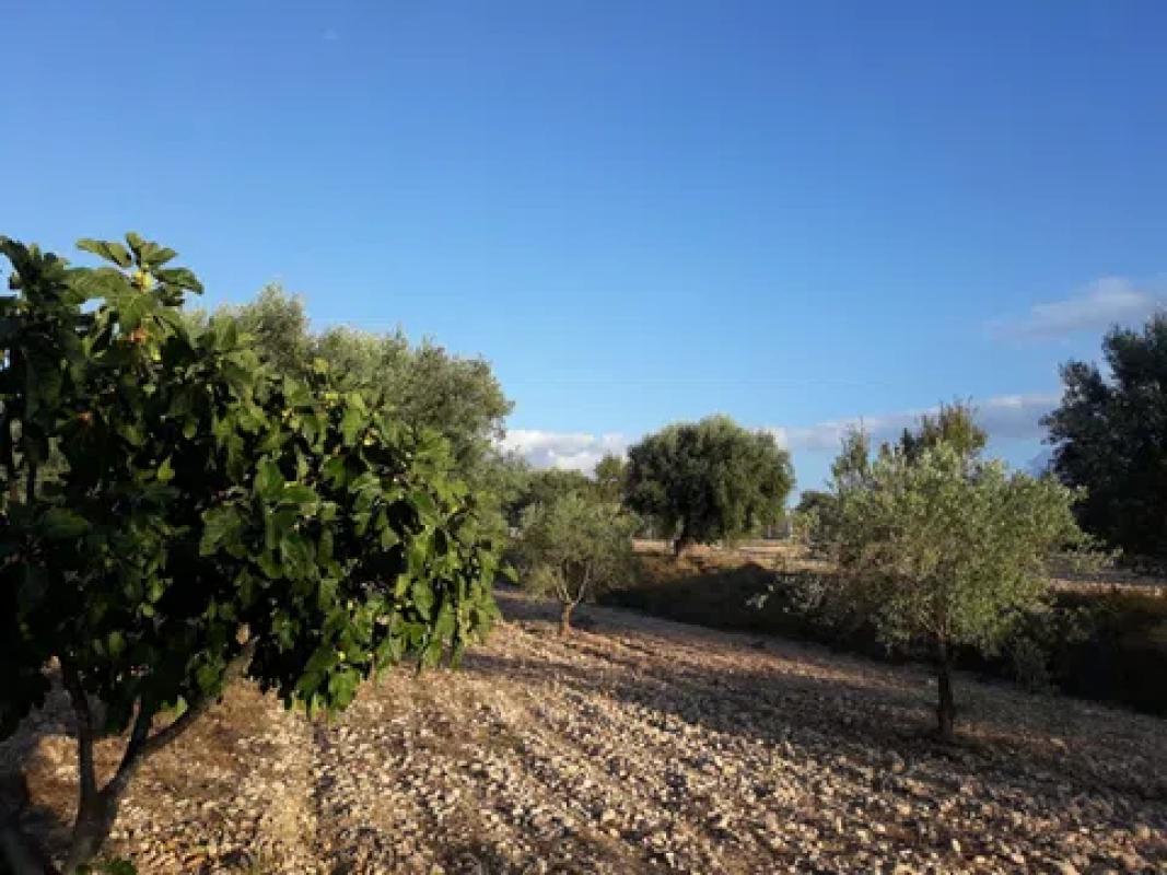 Działka na sprzedaż w Saks, Alicante photo 3