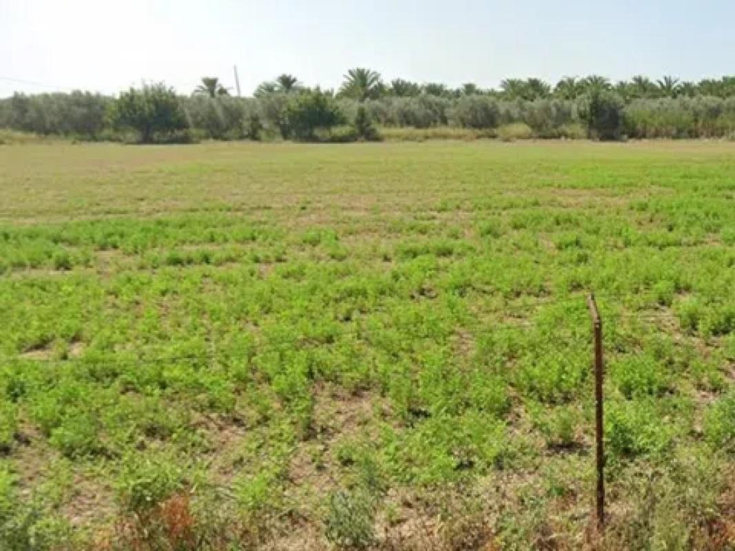 Land for sale in Catral, Alicante photo 1