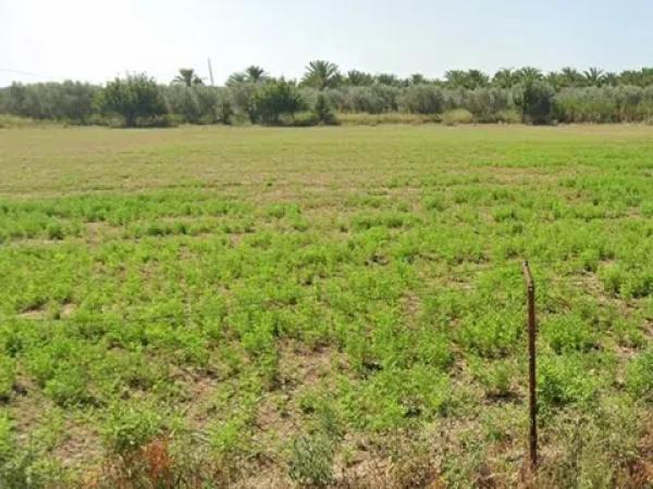 Terreno en Catral photo 1