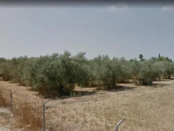 Terreno en Catral photo 4