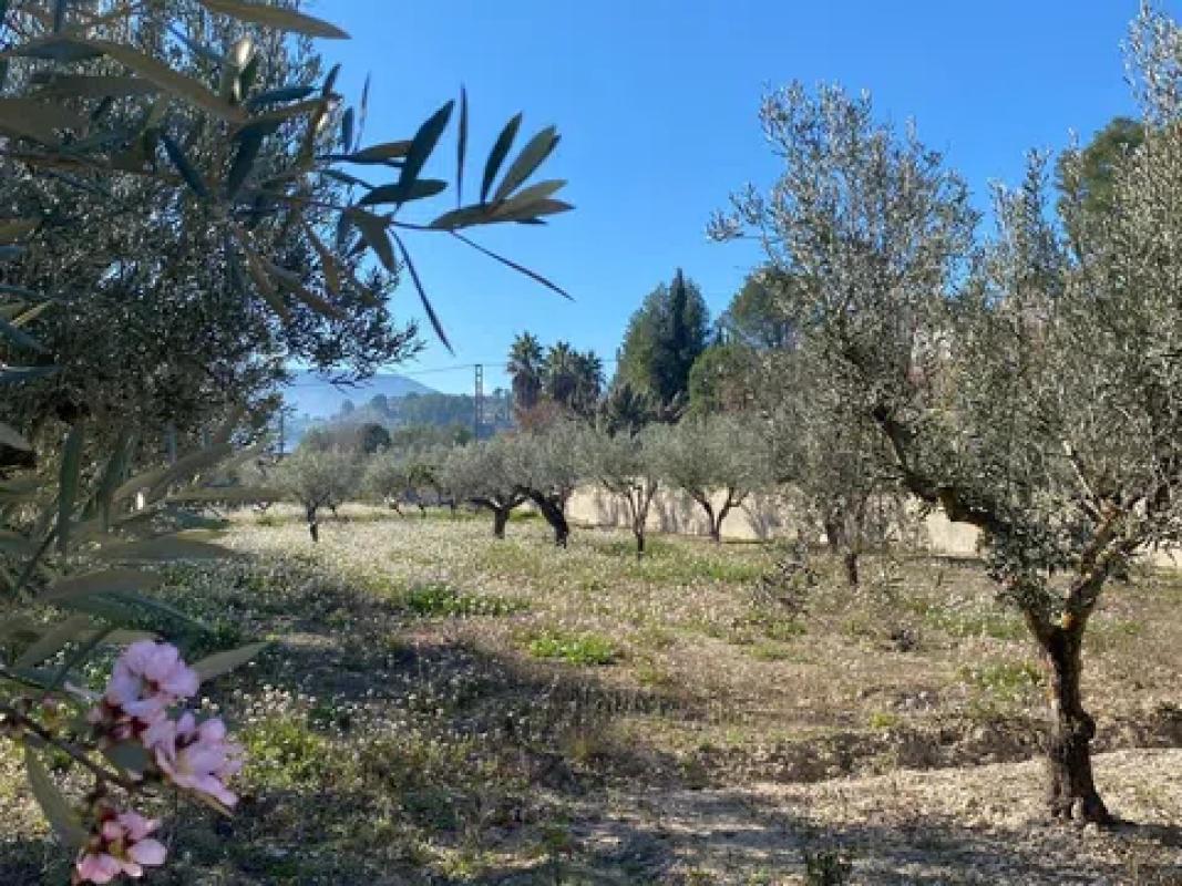Land for sale in Cocentaina, Alicante photo 3