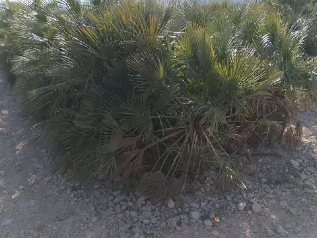 Terreno en venta en Cañada del Fenollar, Alicante photo 2