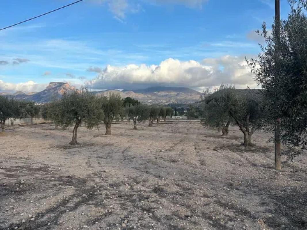 Terreno en venta en Elda, Alicante photo 5