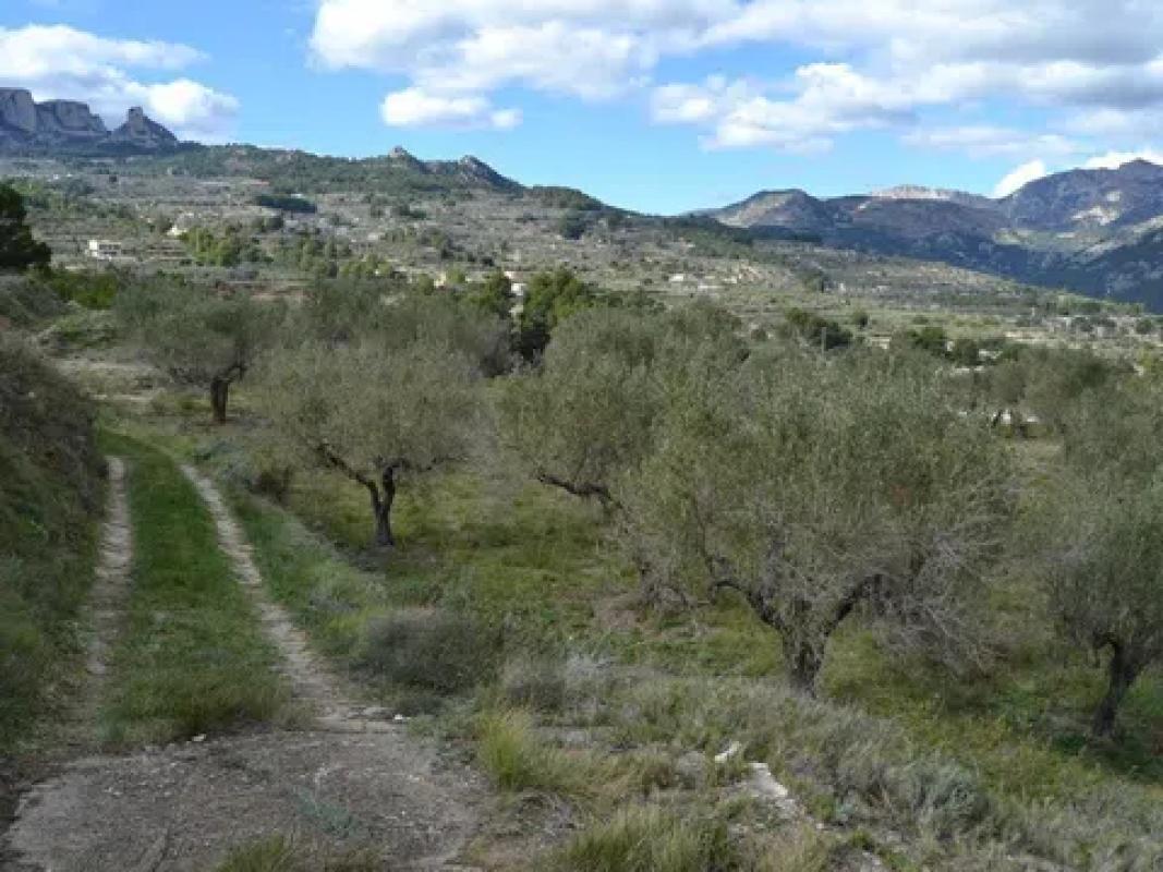 Land for sale in Benimantell, Alicante photo 5