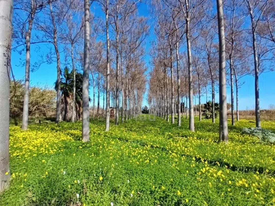 Land for sale in Pego, Alicante photo 1