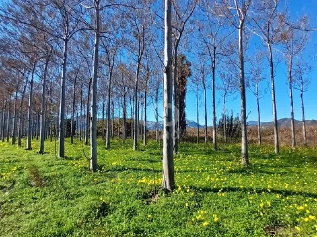 Land for sale in Pego, Alicante photo 2