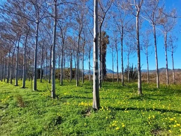 Terreno en Pego photo 2