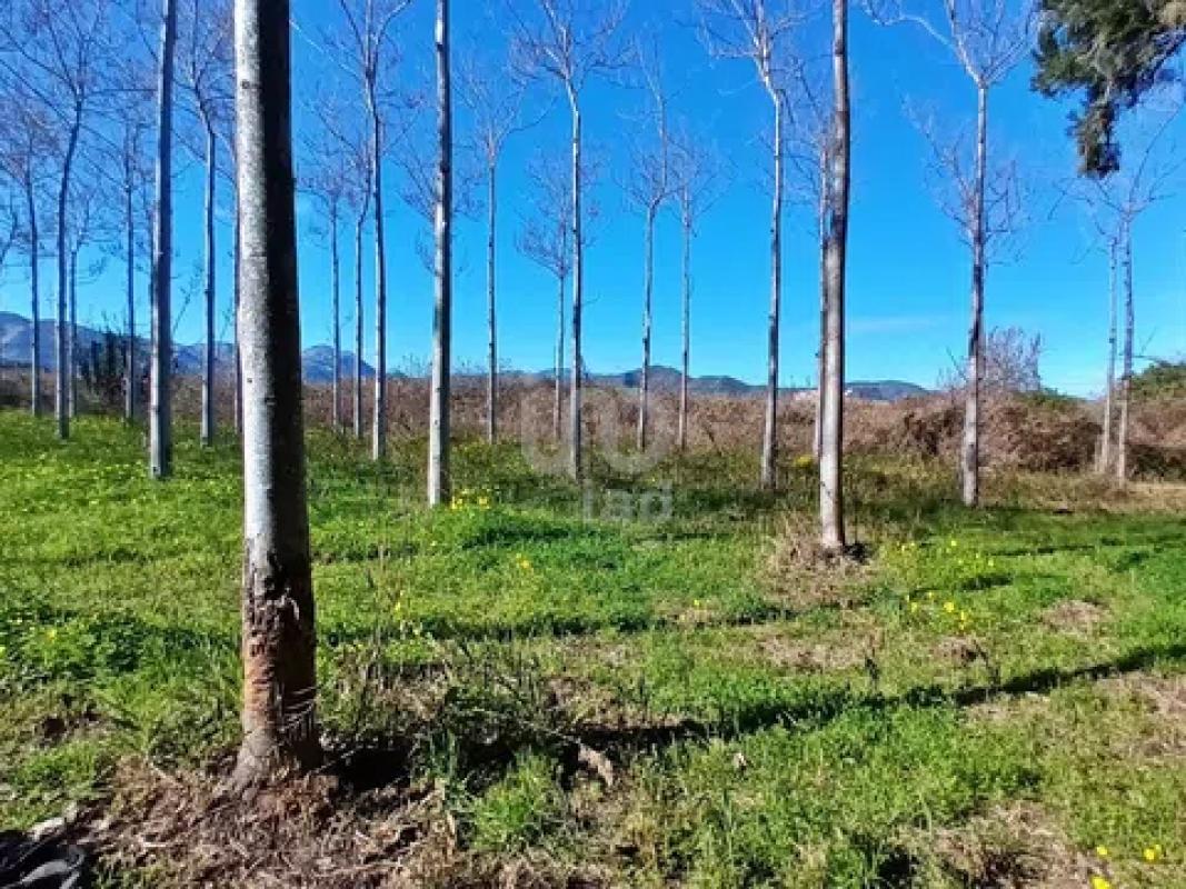 Land for sale in Pego, Alicante photo 3