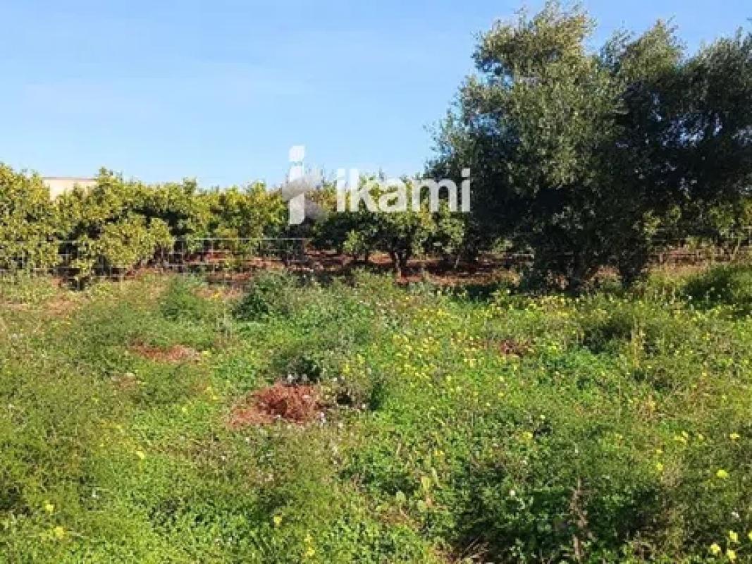 Terreno en venta en Els Poblets, Alicante photo 4