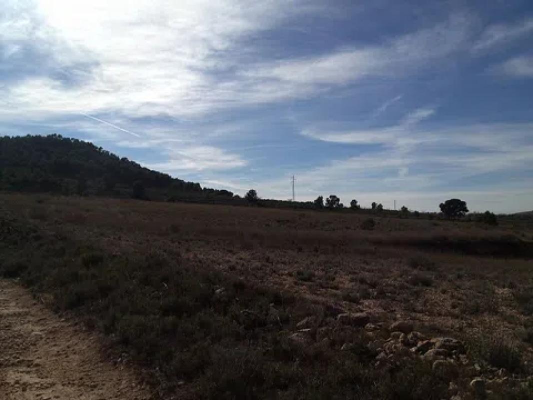 Land for sale in Monovar, Alicante photo 2