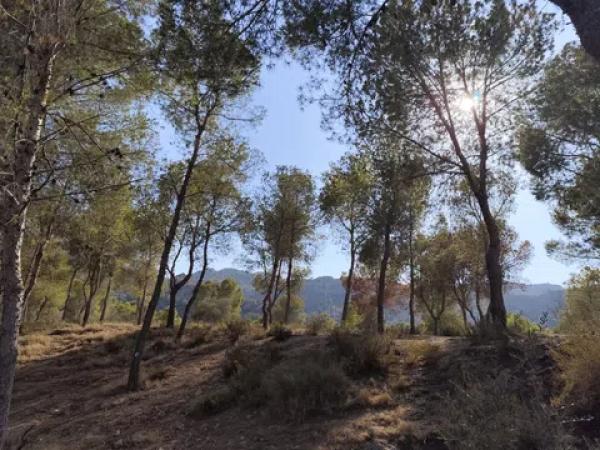 Terreno en calle Málaga m Pinar photo 1