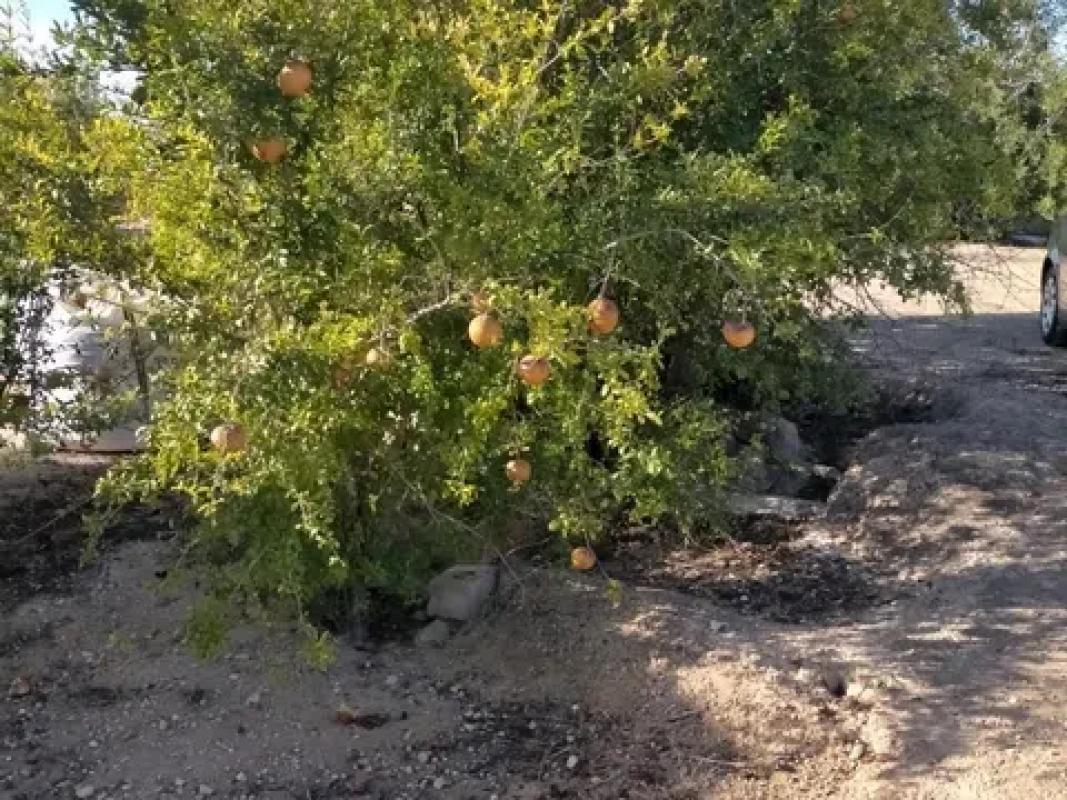 Działka na sprzedaż w Elche / Elx, Alicante photo 3