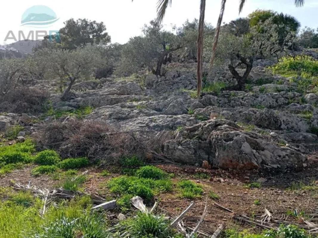 Land for sale in Pego, Alicante photo 5