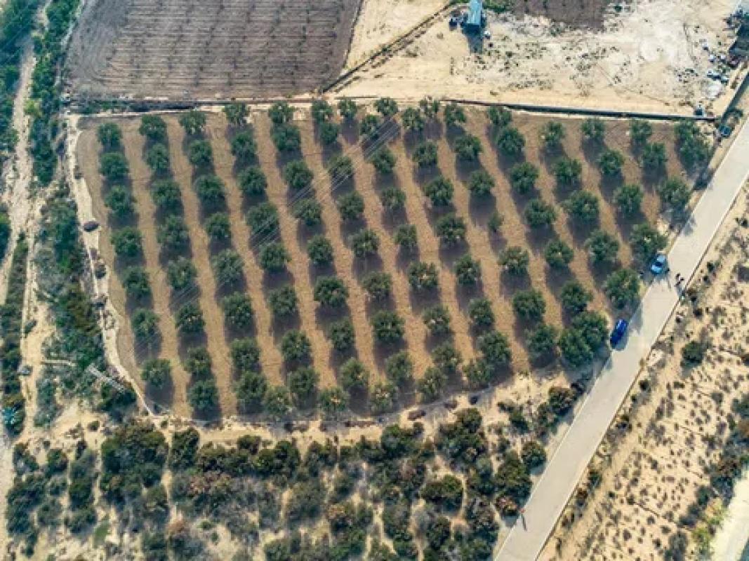 Terreno en venta en Crevillente, Alicante photo 1