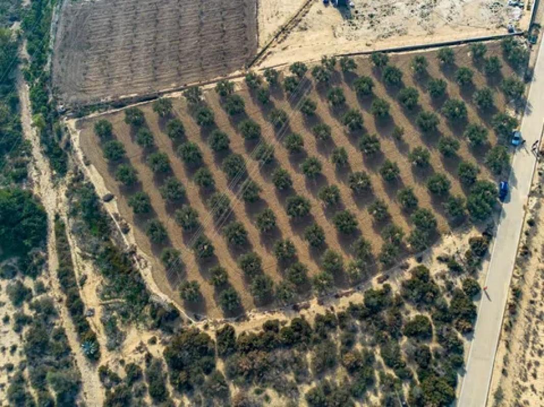 Terreno en venta en Crevillente, Alicante photo 2
