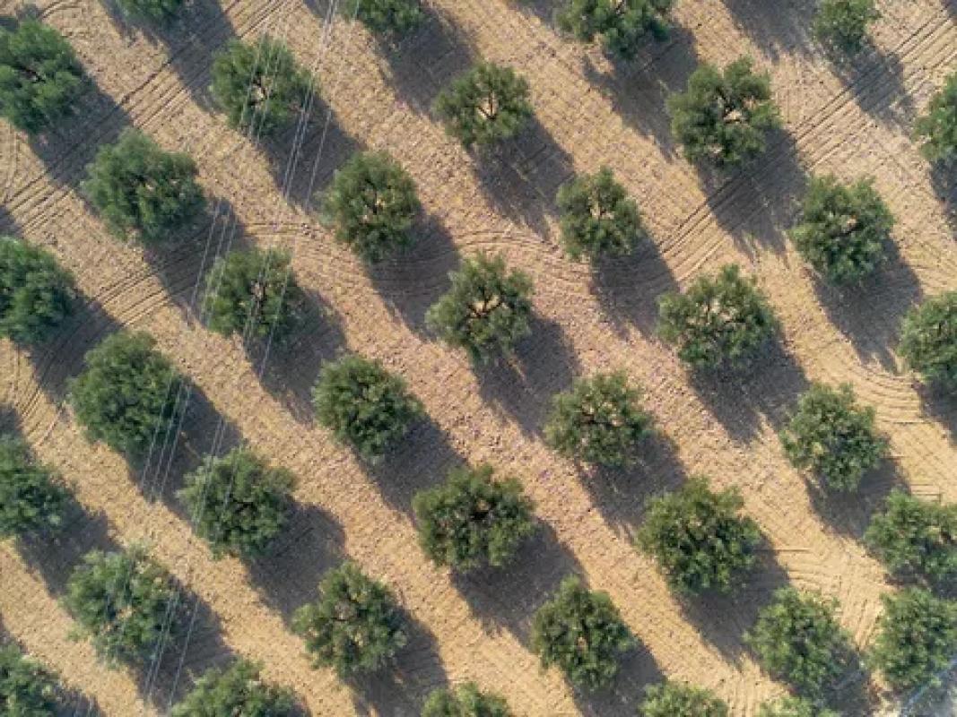Terreno en venta en Crevillente, Alicante photo 3